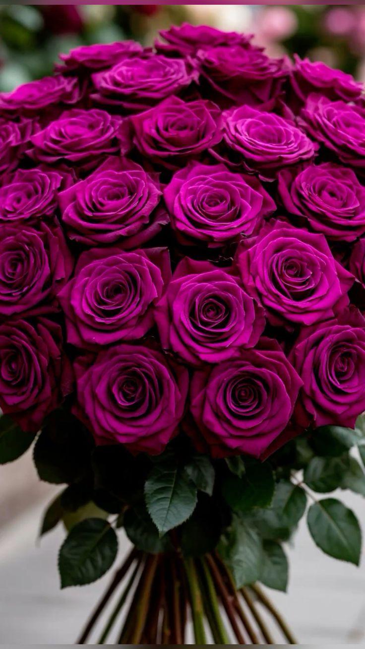 Eternal Embrace of Classic Roses